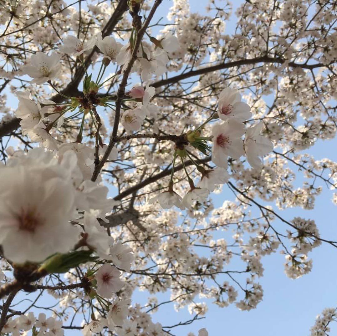 広島の桜