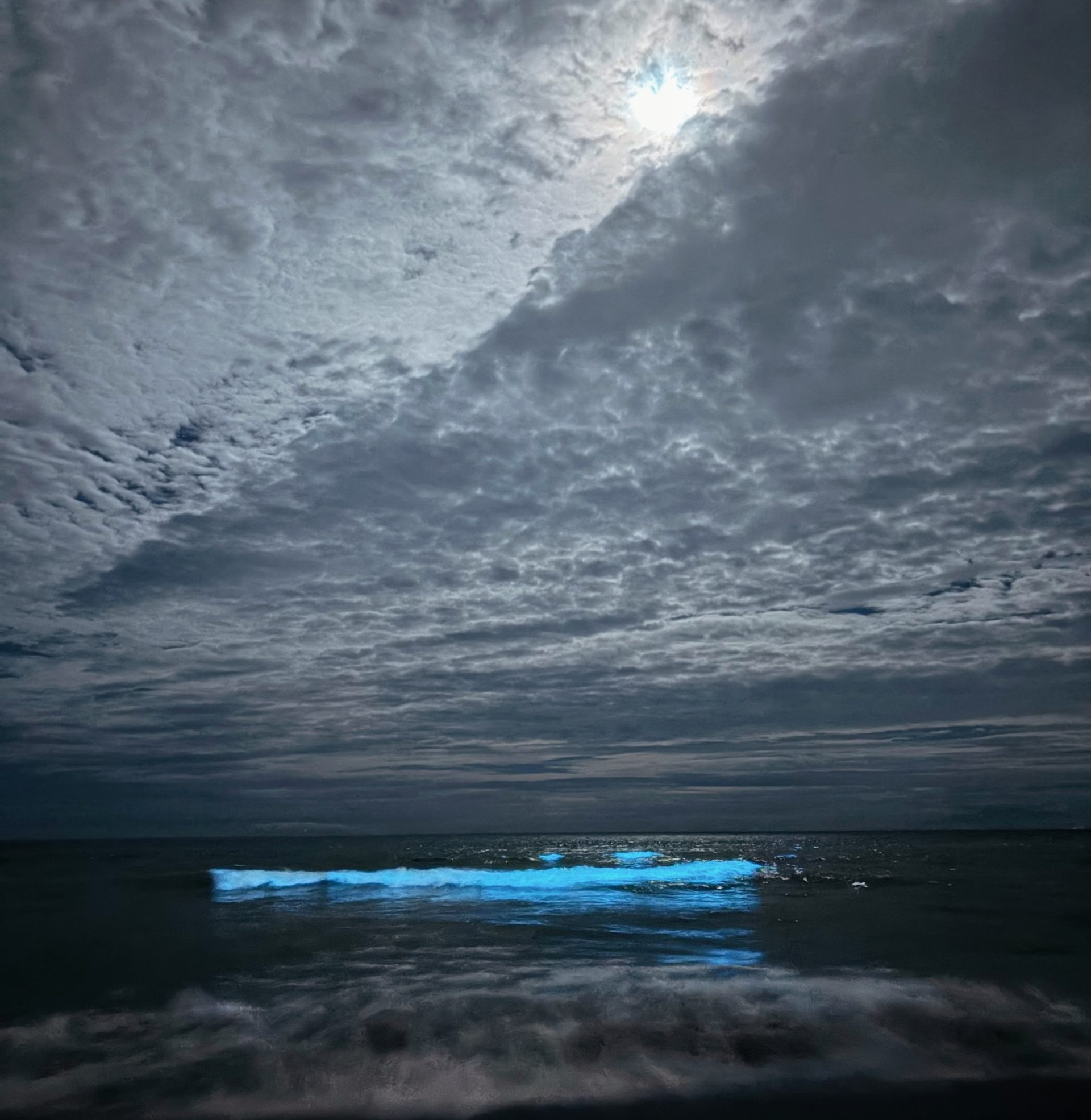 鎌倉の夜光虫