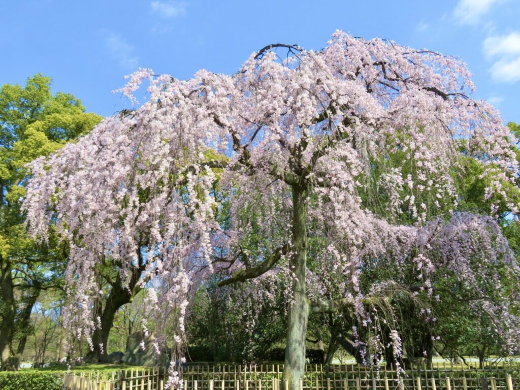 春の京都旅！桜の開花宣言が出ました。