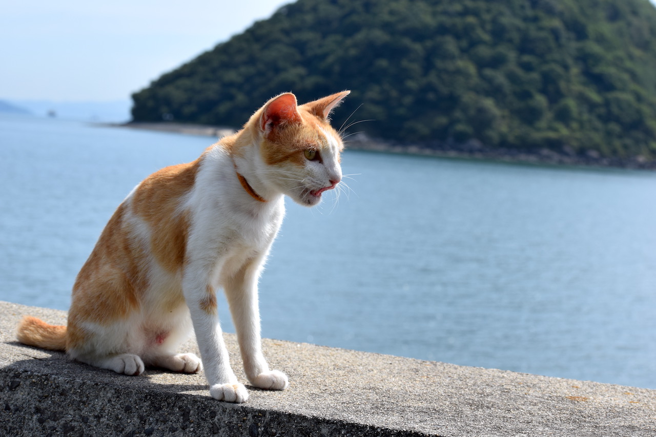瀬戸内海に浮かぶ天狗様と猫の島 ｜ 【公式】WeBase 高松｜WeBase